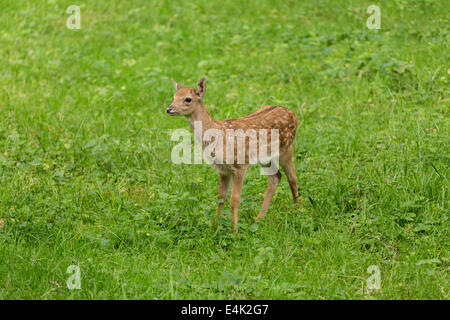 Young toddler fawn fallow deer kids playing on green meadow grassland in forest in summer