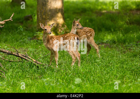 Two young toddler fawn fallow deer kids playing on green meadow grassland in forest in summer