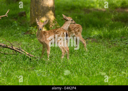 Two young toddler fawn fallow deer kids playing on green meadow grassland in forest in summer