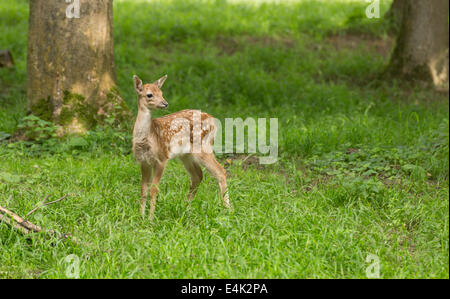Young toddler fawn fallow deer kids playing on green meadow grassland in forest in summer
