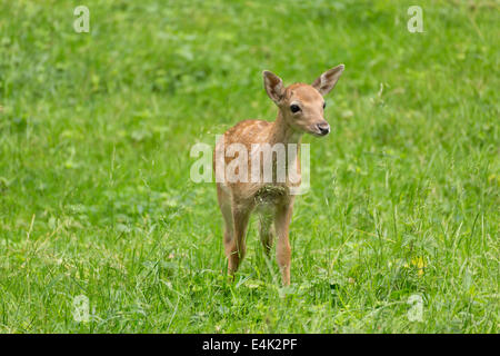 Young toddler fawn fallow deer kids playing on green meadow grassland in forest in summer