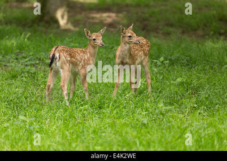 Two young toddler fawn fallow deer kids playing on green meadow grassland in forrest in summer