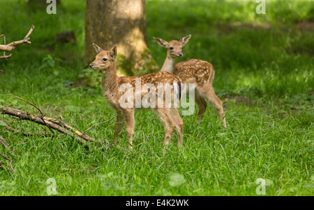 Two young toddler fawn fallow deer kids playing on green meadow grassland in forrest in summer