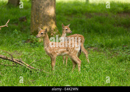 Two young toddler fawn fallow deer kids playing on green meadow grassland in forrest in summer