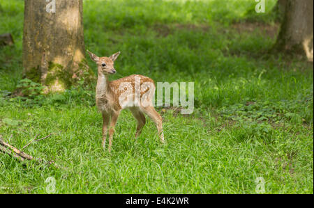 Young toddler fawn fallow deer kids playing on green meadow grassland in forrest in summer
