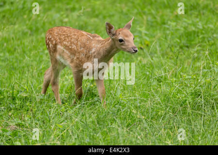 Young toddler fawn fallow deer kids playing on green meadow grassland in forrest in summer