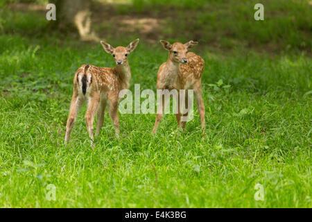 Two young toddler fawn fallow deer kids playing on green meadow grassland in forest in summer