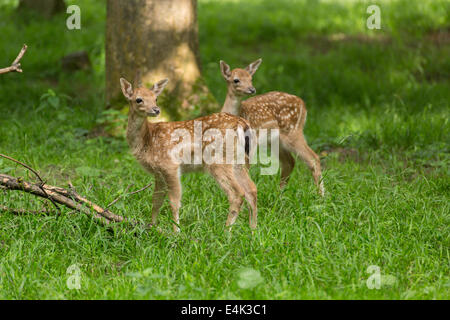 Two young toddler fawn fallow deer kids playing on green meadow grassland in forest in summer