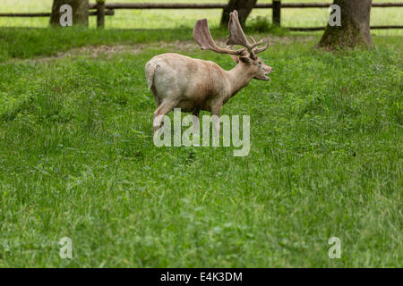 Fallow deer when grazing on green meadow grassland in forest in summer Stock Photo