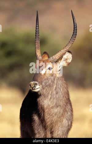 Portrait of a big waterbuck bull (Kobus ellipsiprymnus), South Africa Stock Photo