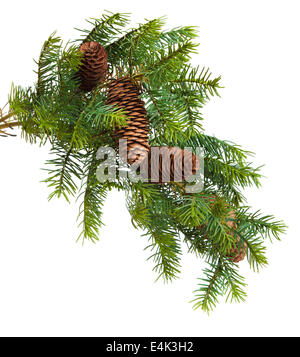 Cone and christmas tree isolated on white Stock Photo