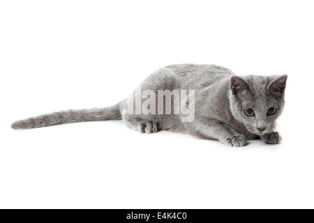 https://l450v.alamy.com/450v/e4k4c0/russian-blue-cat-e4k4c0.jpg