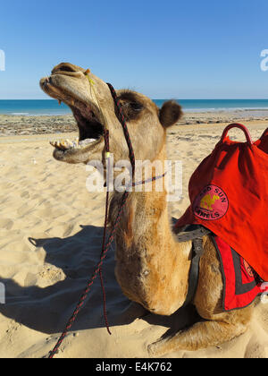A camel lying on Cable Beach in Broome, Western Australia Stock Photo