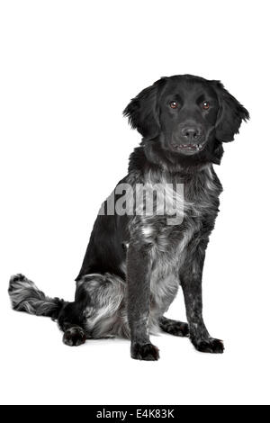Stabyhoun,Frisian pointing breed Stock Photo - Alamy