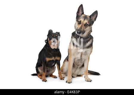 Two mixed breed dogs Stock Photo