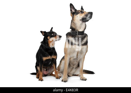 Two mixed breed dogs Stock Photo