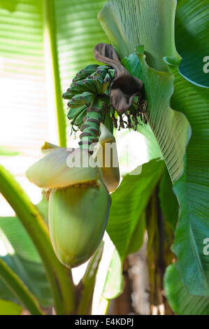 banana flower blossom Stock Photo