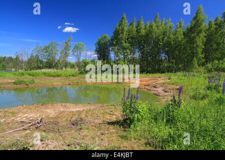 green lake in summer wood Stock Photo