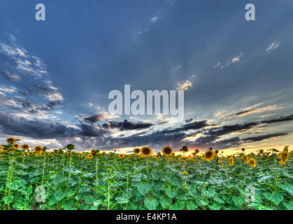 The landscape of the field with sunflower Stock Photo