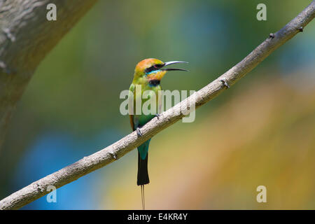 Rainbow bee eater rests on a branch Stock Photo