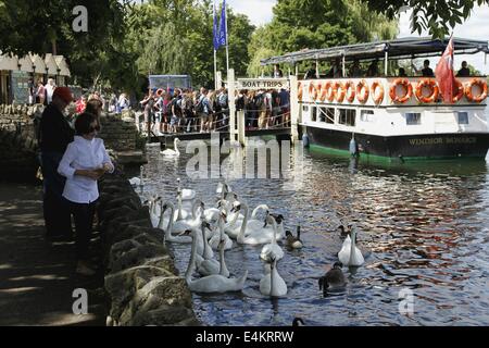 Windsor, Berkshire, UK. 14th July, 2014. People feed swans on the River Thames at Windsor, Berkshire 14th July 2014.  Temperatures are set to rise in the South this week with some estimates of 30C. Credit:  Ed Brown/Alamy Live News Stock Photo