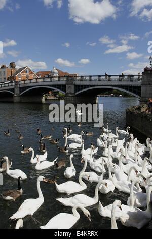 Windsor, Berkshire, UK. 14th July, 2014. People feed swans on the River Thames at Windsor, Berkshire 14th July 2014.  Temperatures are set to rise in the South this week with some estimates of 30C. Credit:  Ed Brown/Alamy Live News Stock Photo