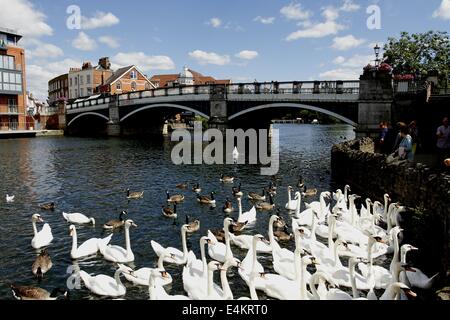 Windsor, Berkshire, UK. 14th July, 2014. People feed swans on the River Thames at Windsor, Berkshire 14th July 2014.  Temperatures are set to rise in the South this week with some estimates of 30C. Credit:  Ed Brown/Alamy Live News Stock Photo