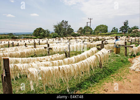 Sisal (Agave sisalana) drying. This fiber is used for the manufacturing of rope. Photographed in Kenya Stock Photo