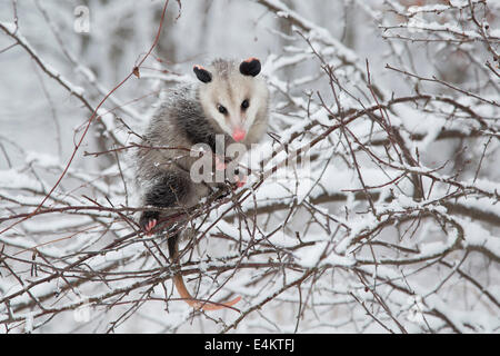 A Virginia opossum (Didelphis virginiana) climbing on branches with snow, Cuyahoga Valley National Park, Ohio, USA. Stock Photo