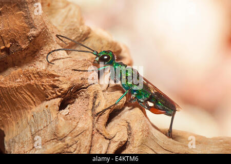 Jewel or Emerald Cockroach Wasp Stock Photo