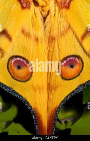 Male Comet Moth or Madagascan Moon Moth Stock Photo