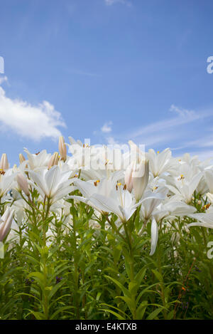 Lilium. White Oriental Lily flowers Stock Photo