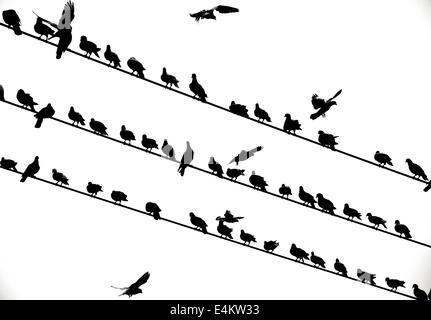 flock of birds on electric wire - black and white Stock Photo