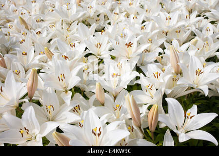 Lilium. White Oriental Lily flowers Stock Photo