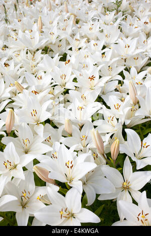 Lilium. White Oriental Lily flowers Stock Photo