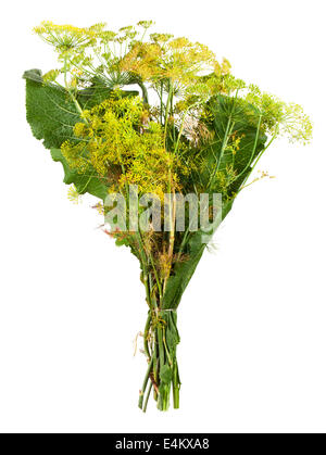 Horseradish leaves and flowers of dill on white background Stock Photo