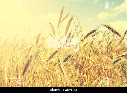 Vintage natural background, golden wheat field. Stock Photo