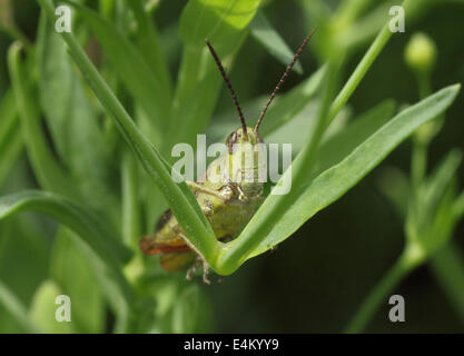 close up of grasshopper sitting in grass Stock Photo
