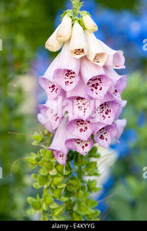 Red foxglove (Digitalis purpurea) Stock Photo