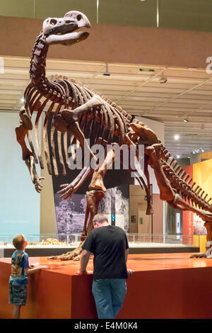 Museum visitors looking at dinosaur skeletons, Houston Museum of ...