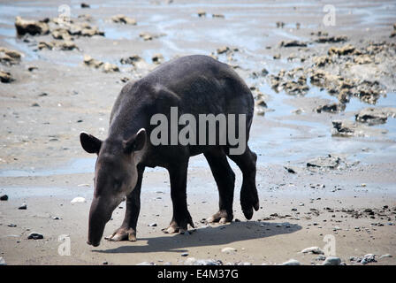 Baird's Tapir foraging on the beach at the Corcovado National Park, Costa Rica Stock Photo