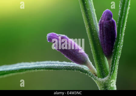Lavender buds close up Stock Photo