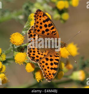 Close-up of a Queen of Spain Fritillary butterfly (Issoria lathonia) feeding on a flower in summer Stock Photo