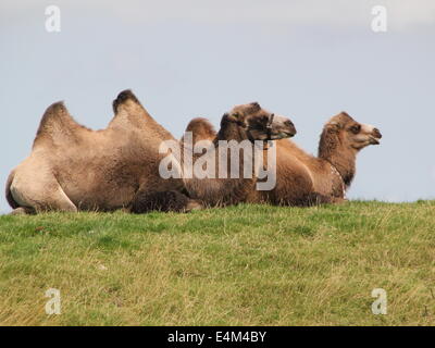 Two Bactrian Camels  (Camelus bactrianus ferus) on top of a dike in the Northern Netherlands Stock Photo