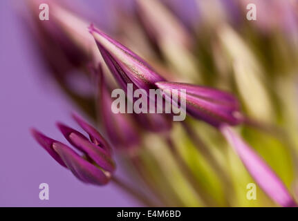 Buds of an Allium flower head Stock Photo