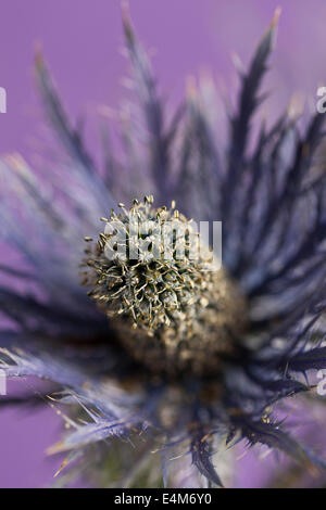 Eryngium Flower head (Sea Holly) Stock Photo