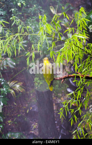 Green parrot sitting on a branch in jungle Stock Photo