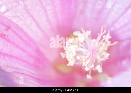 Pink flower photographed inside with the professional macro lens Stock Photo