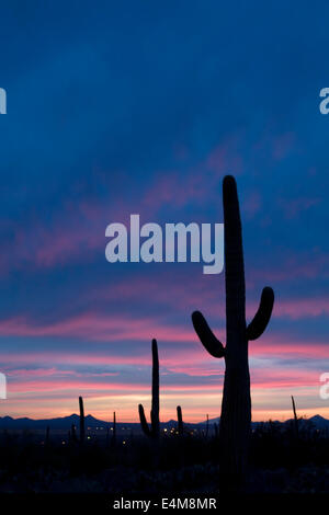 Cactuses silhouetted at sunset, Saguaro National Park (West), Tucson, Arizona USA Stock Photo
