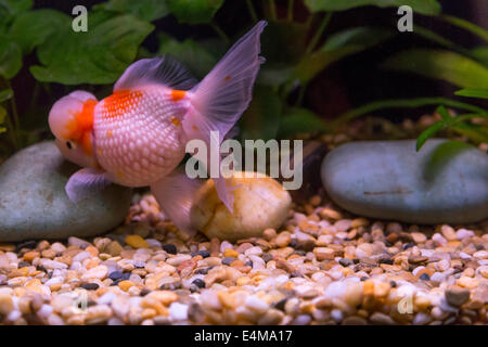 CHINA HONG KONG Ocean Park aquarium golden fish Stock Photo